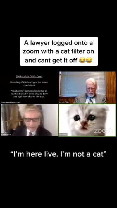 I&rsquo;m not a cat