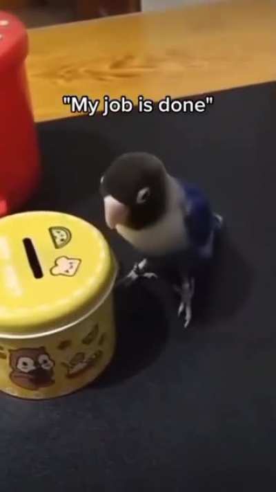 Birb