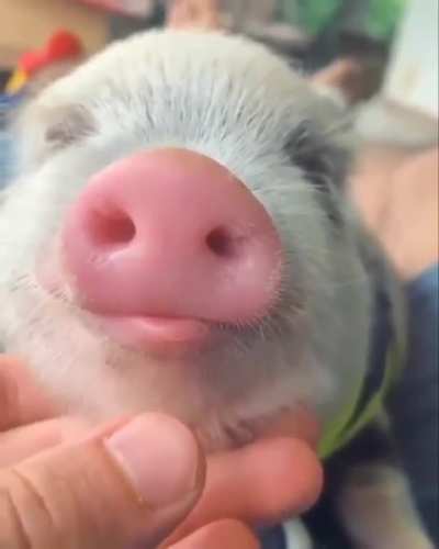 Blep blep