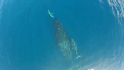 🔥 Mother Dolphin and Whale introduce their children to each other.