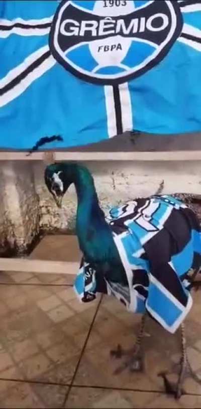 ESTOU PAVONIZADO 🦚