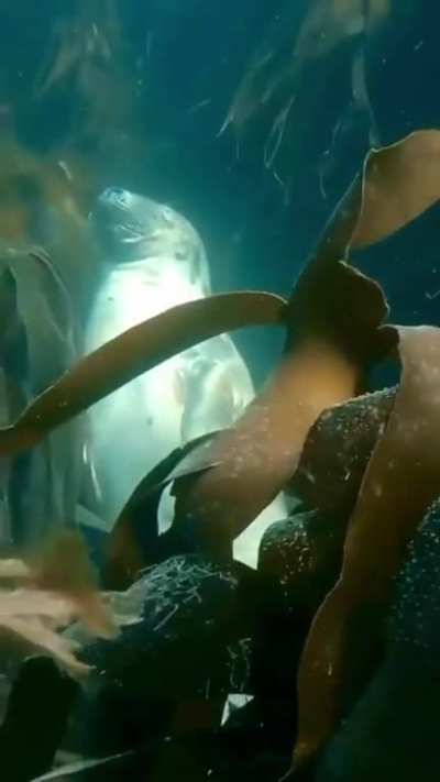 A seal sleeping peacefully in a kelp forest, filmed off Lundy Island, UK.