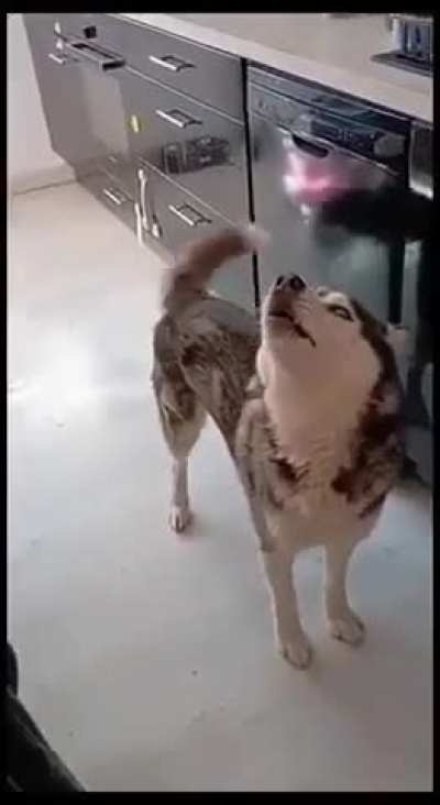 WAAAAAA 