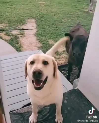 Guess what the dog dragged in