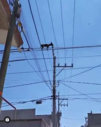 Eh, Chihuahua...