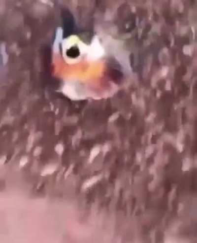 CrazyHuman - Video #9678