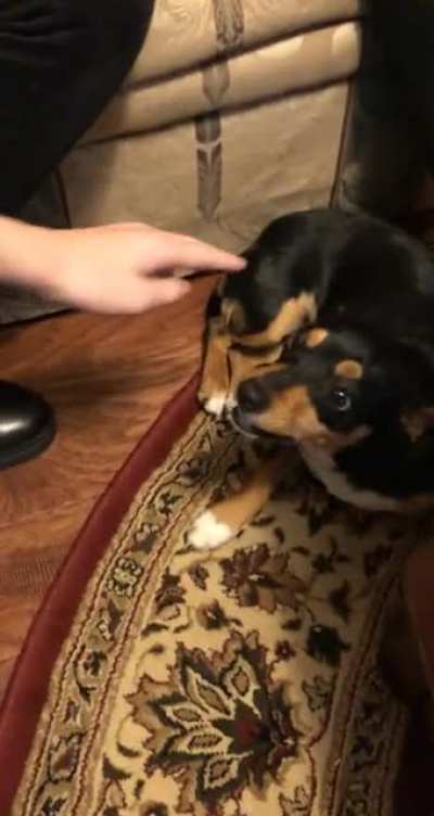 Loved seeing my grandma&rsquo;s dog this Christmas