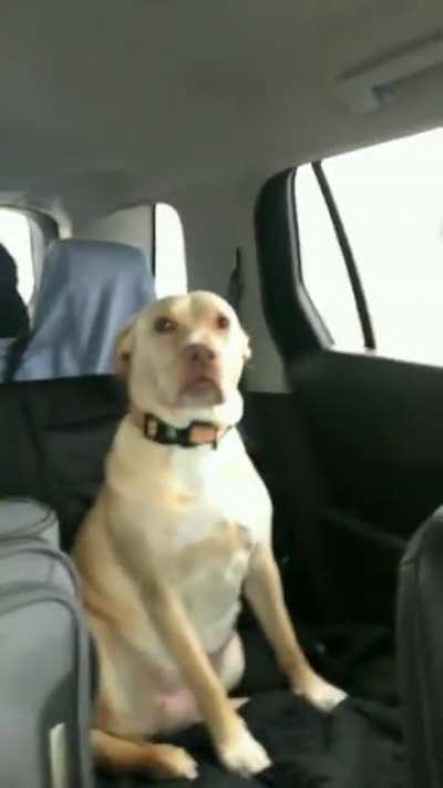 I&rsquo;m the good one so I deserve more treats.