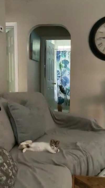Little fella was just doin a climb