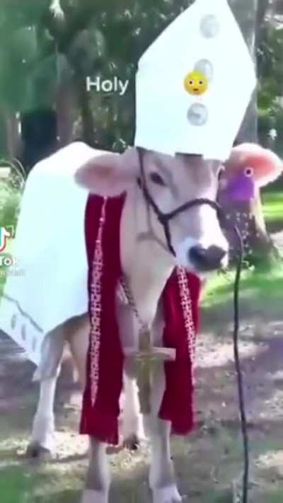 Holy Cow!!!!