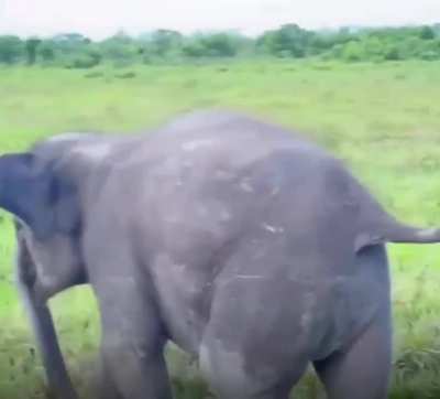 Baby elephant gets miffed as caretaker playfully dodges his hug