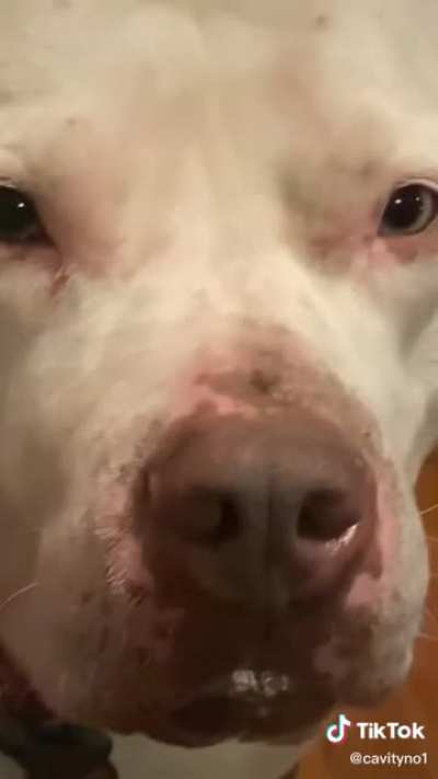 Can dogs eat jellybeans?