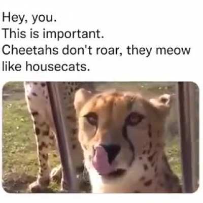 Adorable