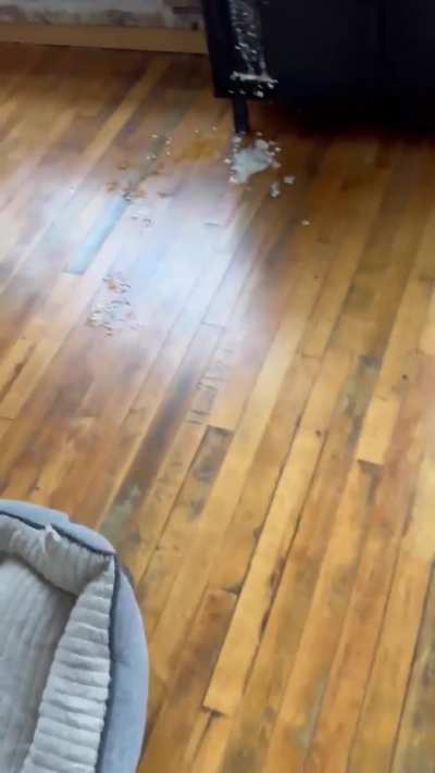 No, not the hardwood floor!