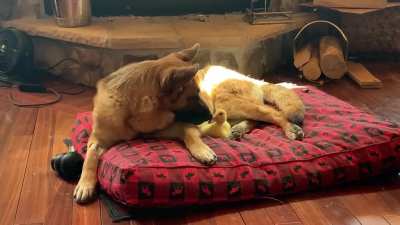 Best friends