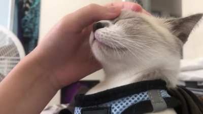 Moon booping