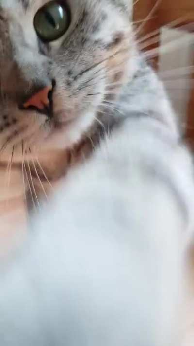 Hey hoomans!