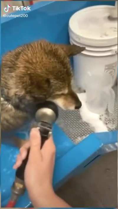 Who knew dogs could scream?