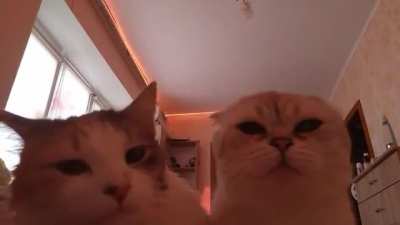 &Ccedil;ăť
