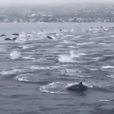 🔥 Massive pod of dolphins off the coast of Laguna Beach, California