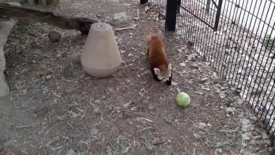 Priya vs. cabbage