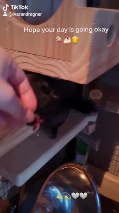 Just some a chin getting a treat