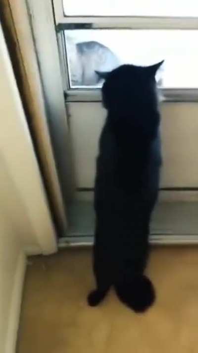Cat logic
