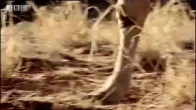 A Smilodon Hunting A Herd Of Camelops From BBC's "Wild New World"