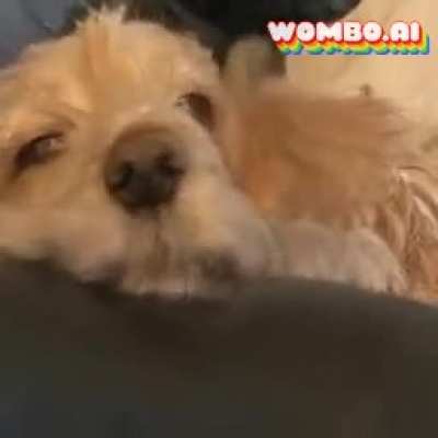 Dog ding dong