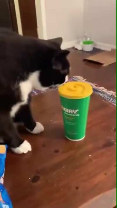 Talented Chonk
