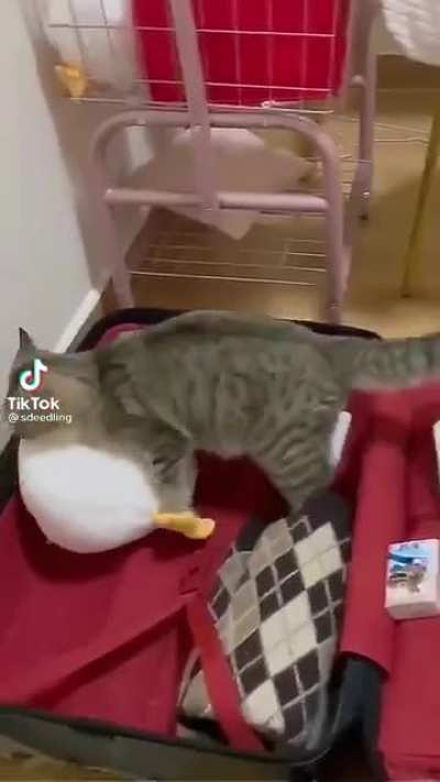 Let&rsquo;s get the duck outta here