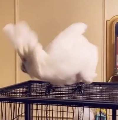 Name a bird that&rsquo;s partied harder