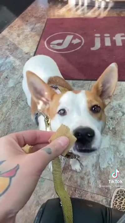 Canine cancer survivor