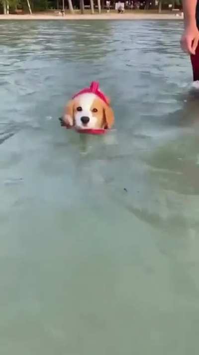 Muffin's first swimming lesson 🥺💦