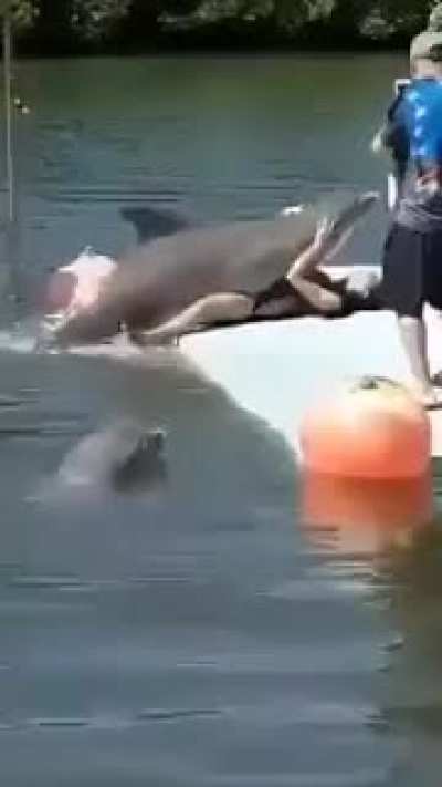 Bad dolphin bad&hellip;