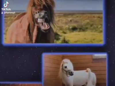 Have you considered *HORSE?*
