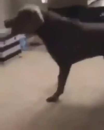 Guard dog