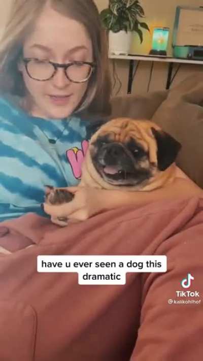 The most dramatic dog!