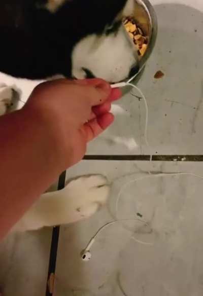 Tik Tok guy underestimate his dog patience.