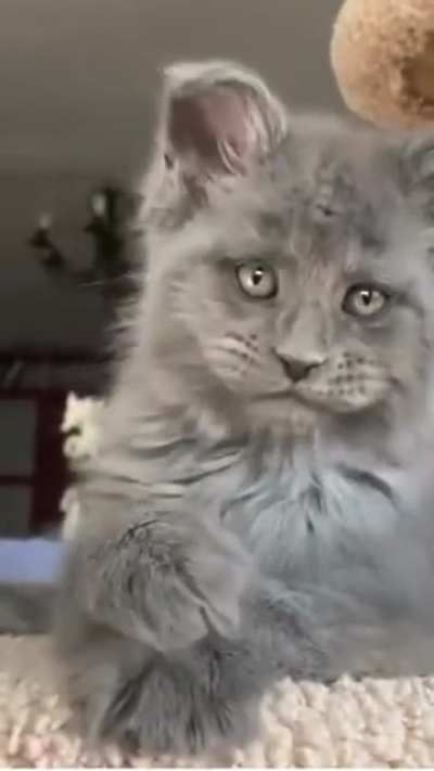 This cat&hellip;