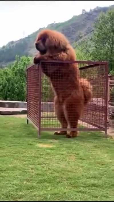 Giant Tibetan Mastiff On Two Legs Barks and Tries to Leave Cage That Is Entirely Too Small