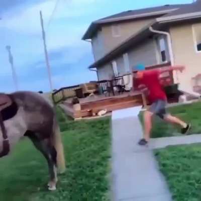 Horse respectfully disagrees with your mounting technique