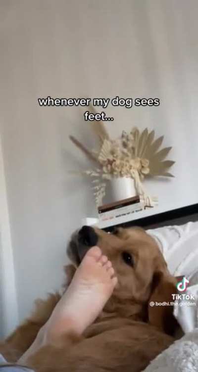 Lucky dog