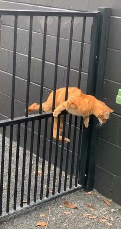 He forgot to cat