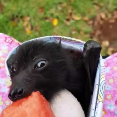 SKY PUPPY PICNIC.