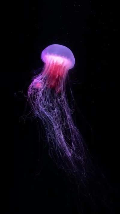 Lion&rsquo;s mane jellyfish