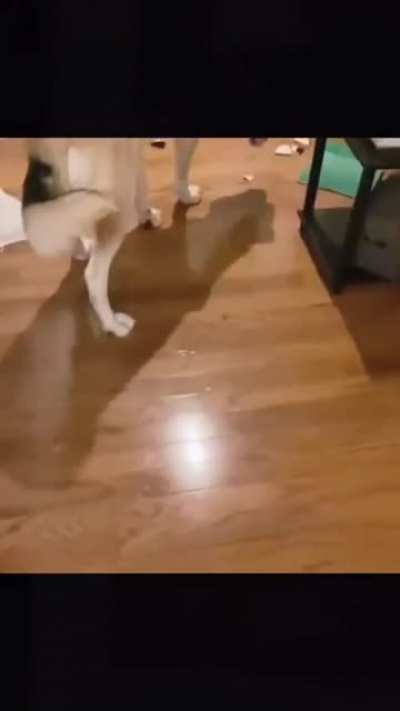 I&rsquo;m so happy for a new bone . Oh no what have I done. Sorry got to go