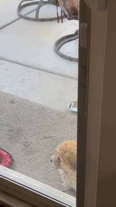 Dog teaches puppy how to use the dog door