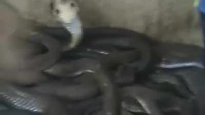 Bad snake