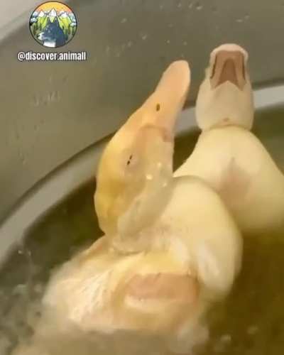 FrYiNg DuCkS aLiVe!